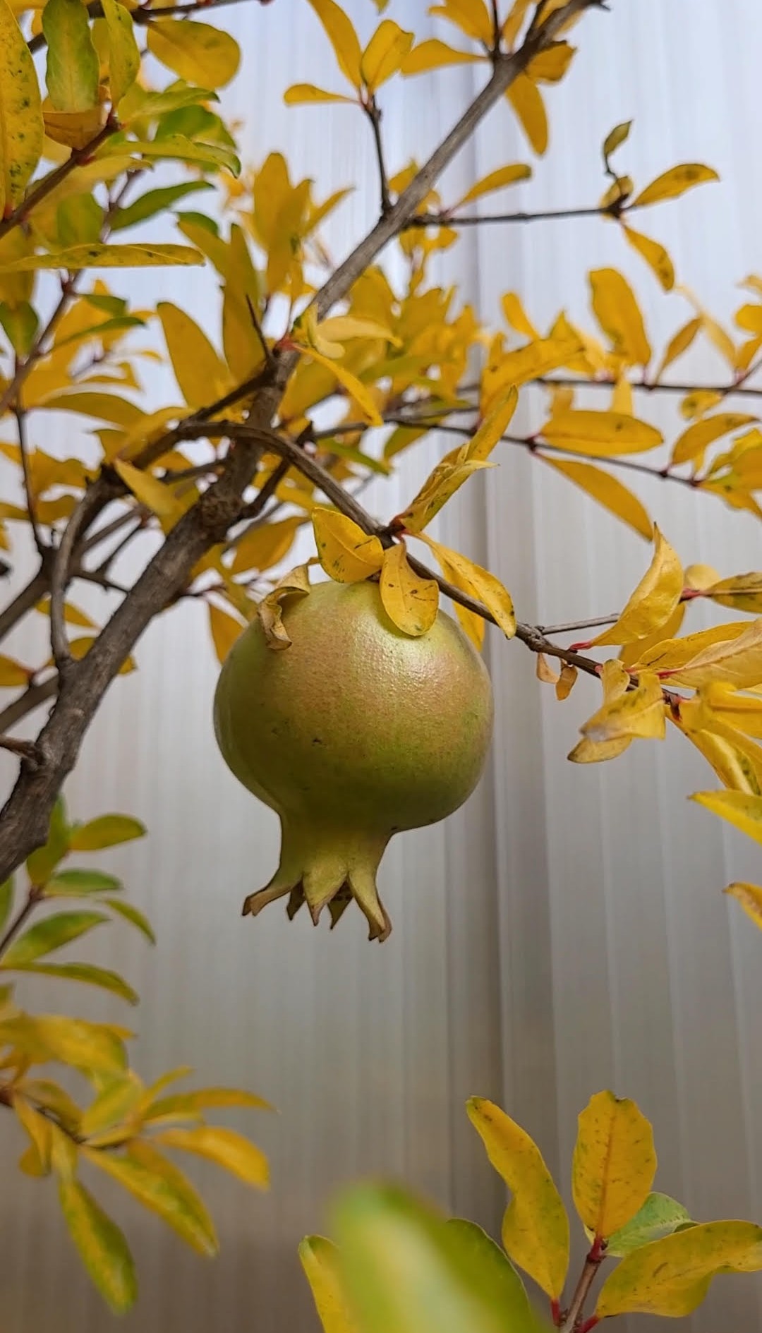 Granatowiec Punica Granatum